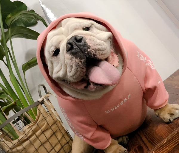 Un bouledogue anglais blanc porte un sweat à capuche rose avec une corne de licorne. Le chien tire la langue et a l'air heureux., 45501214392575,45501214425343,45501214458111,45501214490879,45501214523647,45501214556415,45501214589183,45501214621951 | Licorne Shop