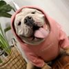 costume-licorne-doux-et-confortable-pour-chien-de-grande-taille-1a.jpg Un bouledogue anglais blanc porte un sweat à capuche rose avec une corne de licorne. Le chien tire la langue et a l'air heureux., 45501214392575,45501214425343,45501214458111,45501214490879,45501214523647,45501214556415,45501214589183,45501214621951 | Licorne Shop