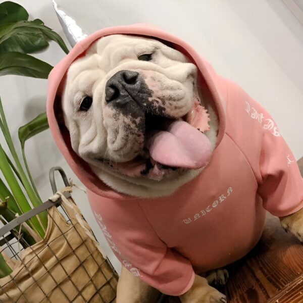 costume-licorne-doux-et-confortable-pour-chien-de-grande-taille-1a.jpg Un bouledogue anglais blanc porte un sweat à capuche rose avec une corne de licorne. Le chien tire la langue et a l'air heureux., 45501214392575,45501214425343,45501214458111,45501214490879,45501214523647,45501214556415,45501214589183,45501214621951 | Licorne Shop